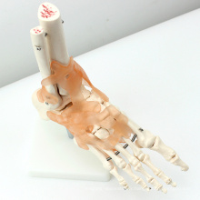 JOINT02 (12348) Squelette articulaire de grandeur nature de l&#39;anatomie médicale avec modèles médicaux de ligaments